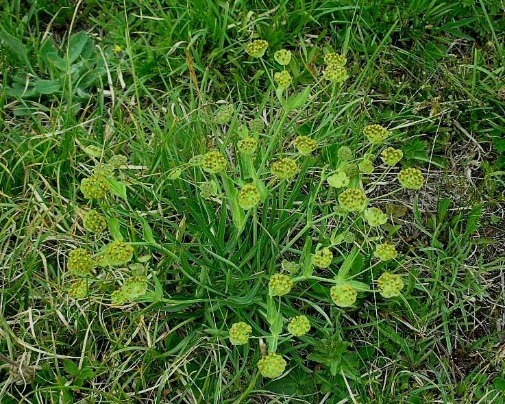 valle Cervo 13 Bupleurum stellatum